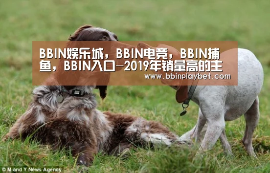 BBIN娱乐城,BBIN电竞,BBIN捕鱼,BBIN入口-2019年销量高的主机以及游戏都是谁!(图1) BBIN娱乐城,BBIN电竞,BBIN捕鱼,BBIN入口