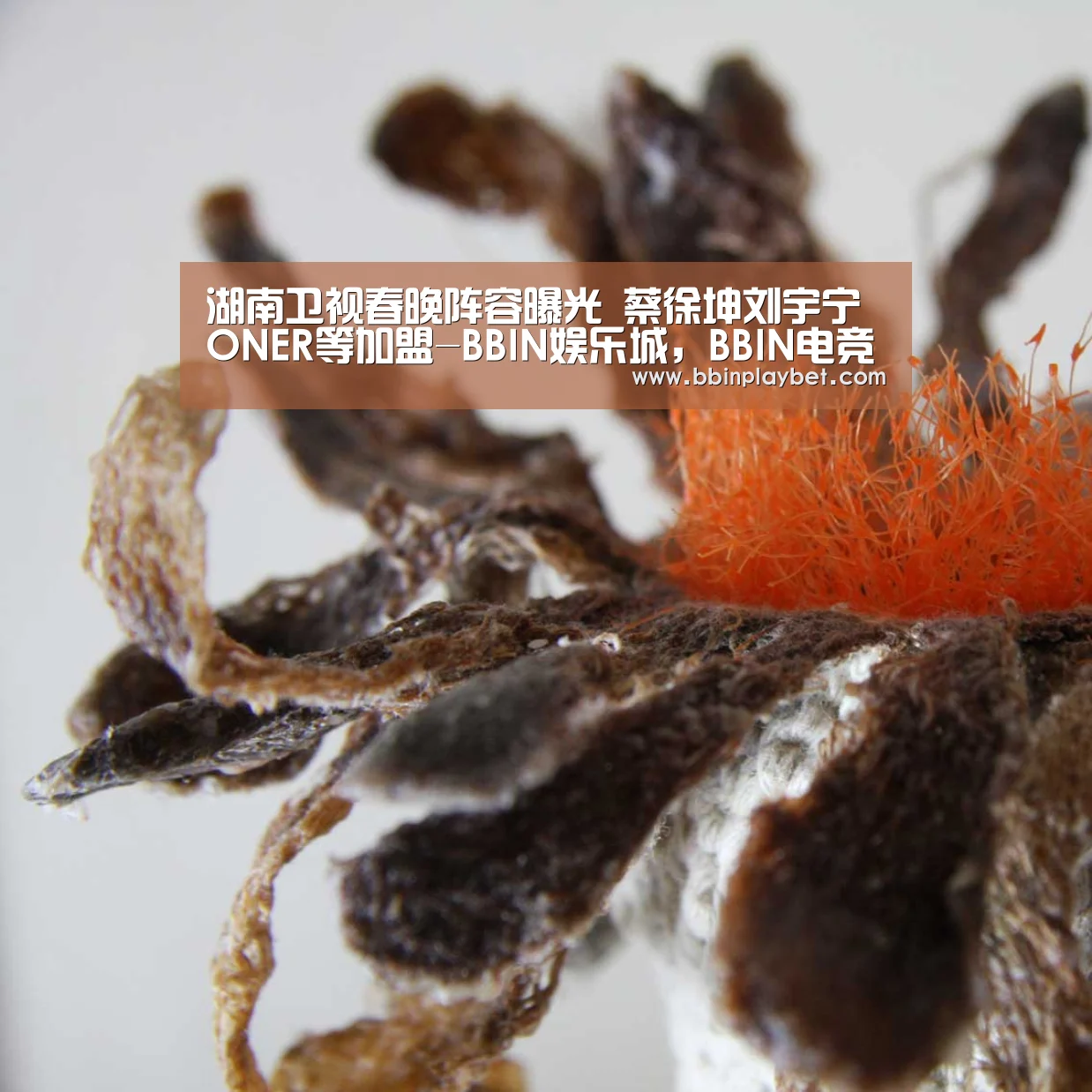 湖南卫视春晚阵容曝光 蔡徐坤刘宇宁ONER等加盟-BBIN娱乐城,BBIN电竞,BBIN捕鱼,BBIN入口(图2) BBIN娱乐城,BBIN电竞,BBIN捕鱼,BBIN入口